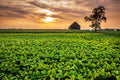220+ Tobacco Farm Barn Kentucky Stock Photos, Pictures & Royalty-Free  Images
